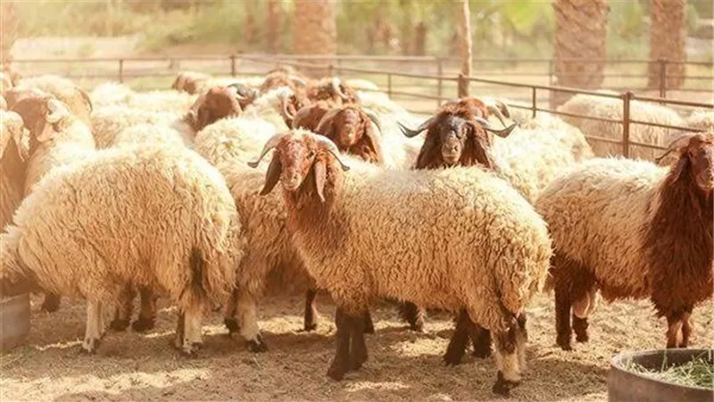هل يجوز ذبح الأضحية عن الميت؟.. «فتوى الأزهر» تجيب