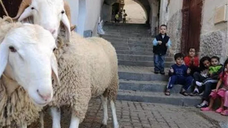 ما حُكم تصوير مشهد ذبح الأضحية ونشره على مواقع التواصل؟.. «الإفتاء» ترد