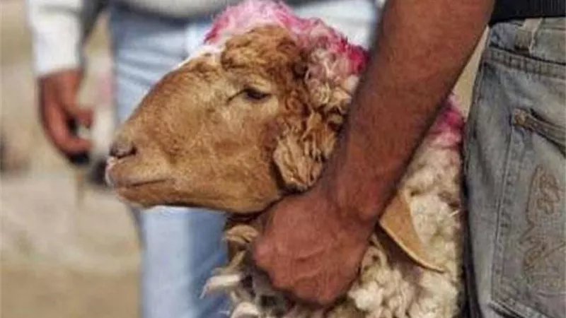«مينيو الخروف».. تناولي لحوم الأضاحي دون أضرار صحية