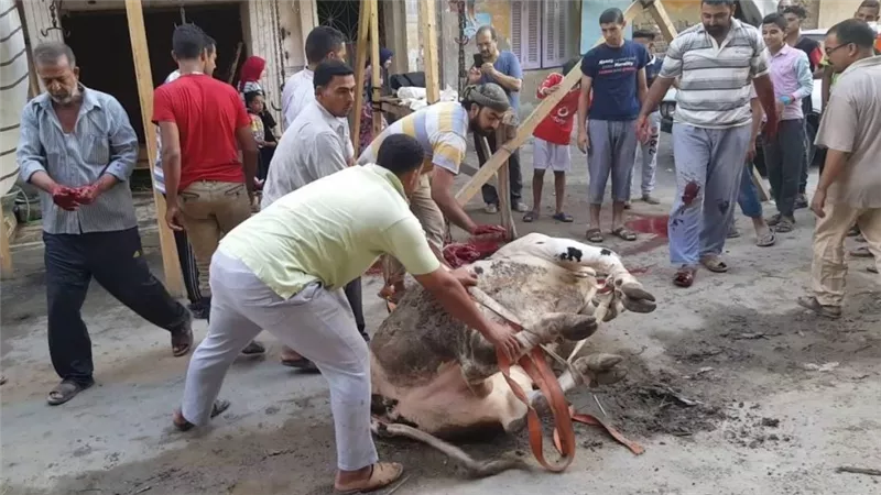 صوتك مسموع.. 10 آلاف جنيه غرامة ذبح الأضاحي في الشوارع