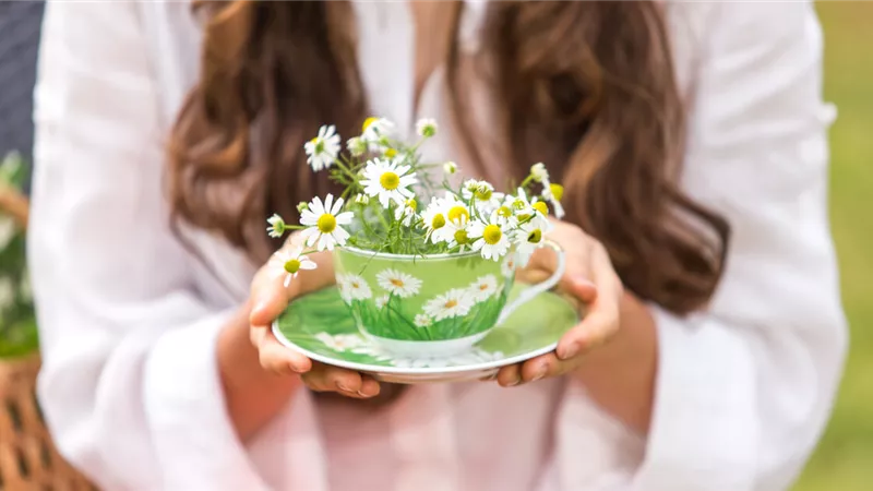 مضاد للحساسية.. 5 فوائد صحية لشاي البابونج للنساء 