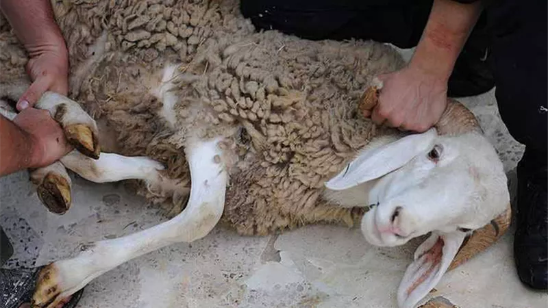بينهم سيدات.. 138 إصابة بسبب ذبح الأضاحي في الشرقية