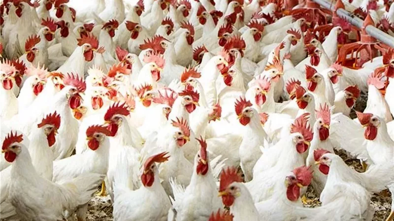 أسعار الدواجن اليوم الأربعاء 29 سبتمبر