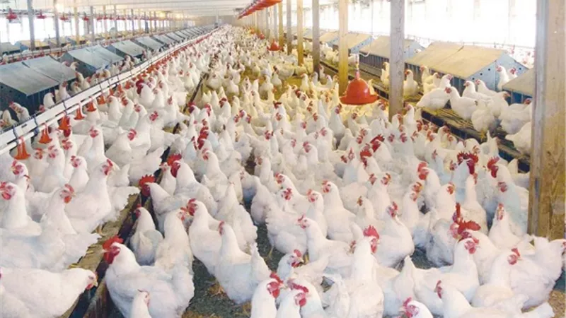 أسعار الدواجن اليوم الاثنين