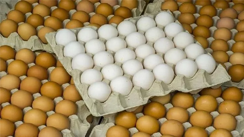اتهام أكبر 4 سماسرة بيض في مصر.. وانخفاض سعر الكرتونة إلى 55 جنيهًا