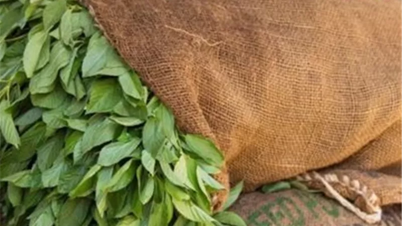 الملوخية الخضراء.. مشروع النساء والأطفال في الفيوم وتصدير لجميع بلدان العالم.. فيديو جراف 