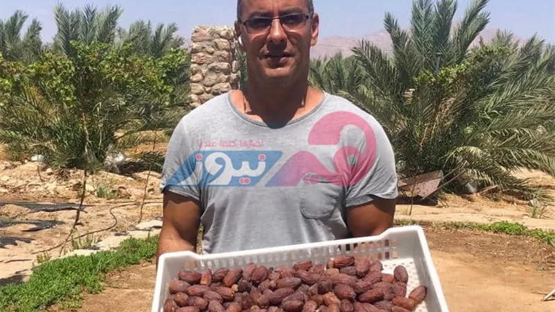 «المجدول».. كل ما تريدين معرفته عن ملك التمور 