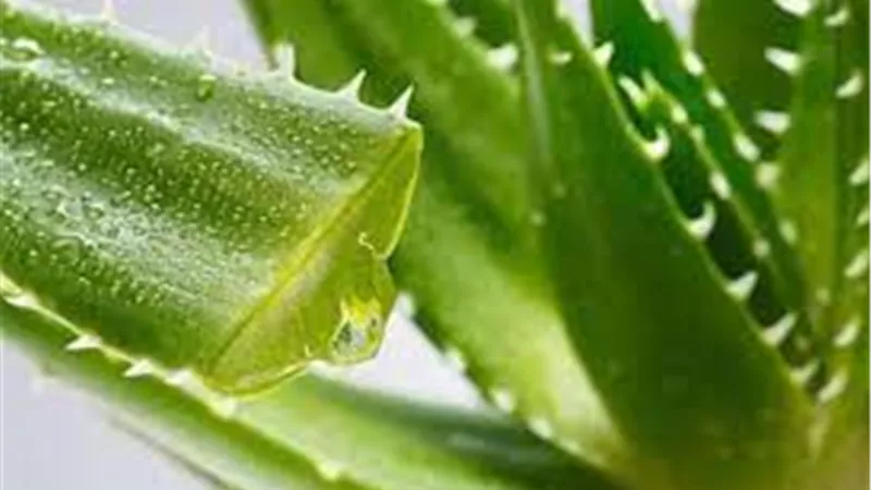 جل الصبار.. حل سحري لعلاج الهالات السوداء