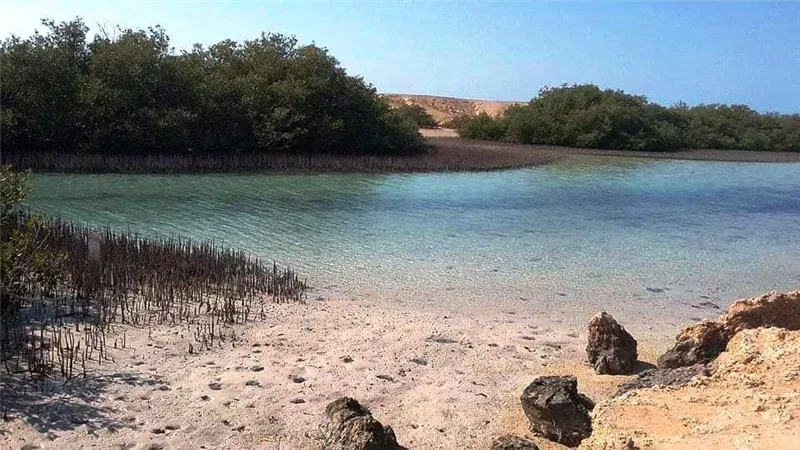 أشجار المانجروف النادرة.. مأوى الحيوانات المُهددة بالانقراض في «رأس محمد»