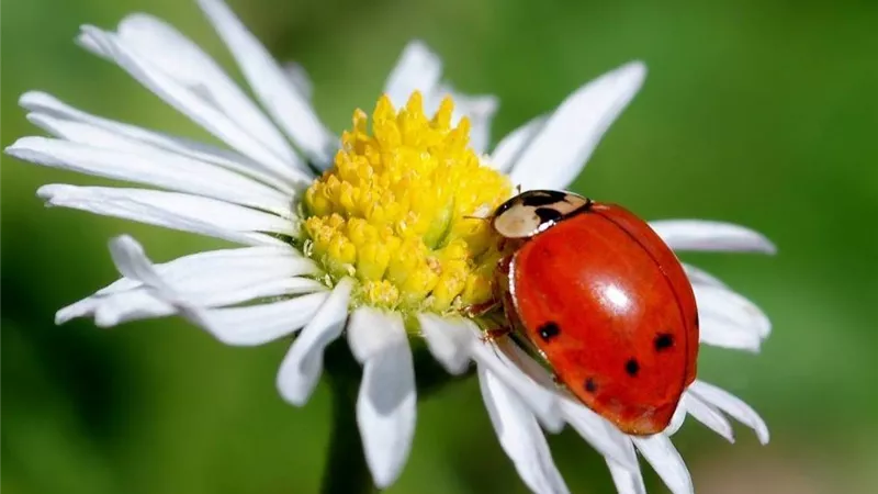 تستخرج من أنثي الكوشينيل.. ما هي صبغة الخنفساء المستخدمة في الأطعمة ومستحضرات التجميل؟