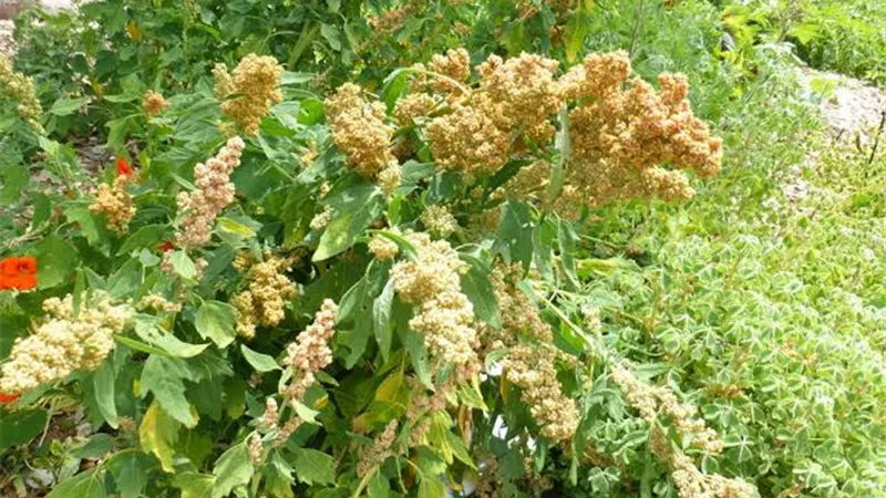 بينها تنظيم السكري وخفض الوزن.. 6 فوائد مذهلة لحبوب الكينوا 