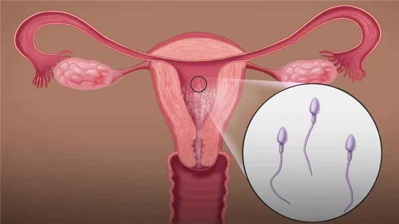 هل يمكن للمرأة أن تصبح حاملًا بالشعوذة والدجل؟.. «العلم بيقول إيه؟»