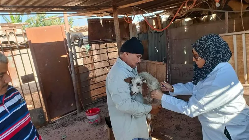 مديرة البيطري بجنوب سيناء: مستعدون لحملة تحصين المواشي ضد الحمى القلاعية 