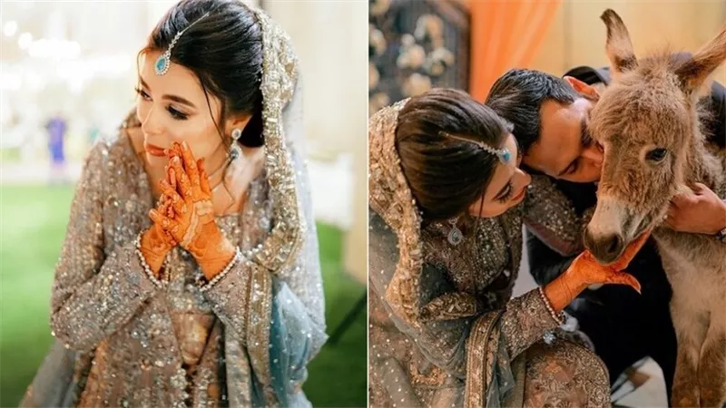 عروس تحصل على حمار هدية في حفل زفافها.. صور وفيديو