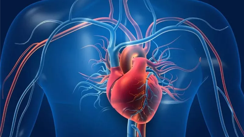 دراسة حديثة تكشف عن أدوية تساعد في علاج أمراض القلب التاجية