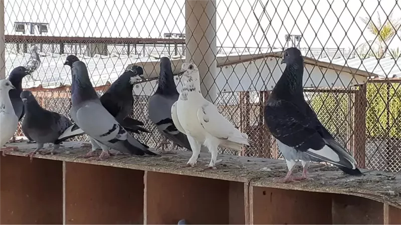 تفسير حلم ذبح الحمام في المنام للمتزوجة بشرى بتخطي هذه المشاكل