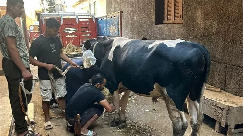 قرية عروس بنها تحتفل بتنفيذ حكم الإعدام على قاتلها «ذبحوا عجلا ووزعوا العصائر»