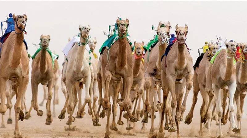 موعد مهرجان خادم الحرمين للهجن بالجنادرية «جوائز بـ 70 مليون ريال»
