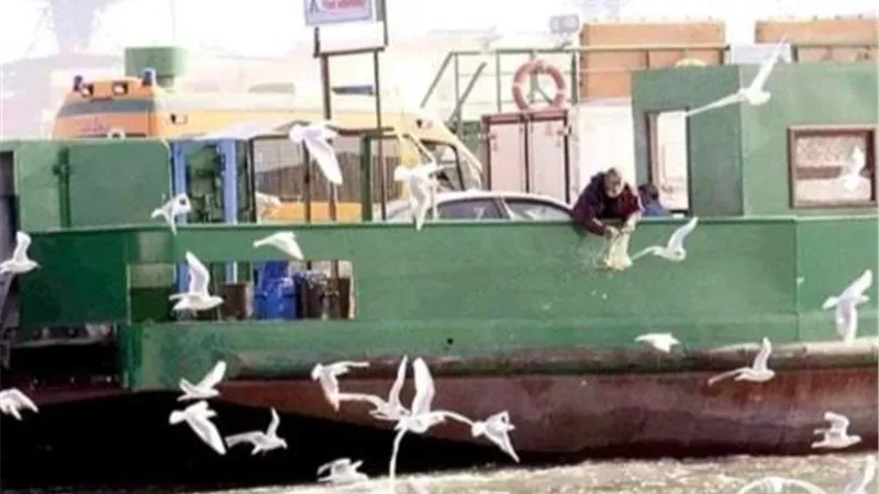 طيور النورس | لآلئ تزين شواطئ بورسعيد ويعشقها الأهالي