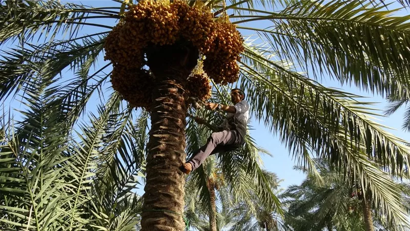  تفسير رؤية النخل في المنام للعزباء والمتزوجة