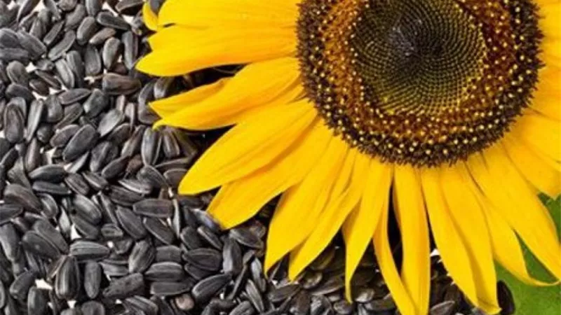 6 فوائد مذهلة لتناول عباد الشمس