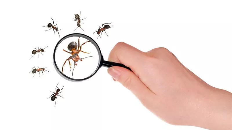 4 طرق مذهلة للتخلص من النمل الموجود في المنزل نهائيا