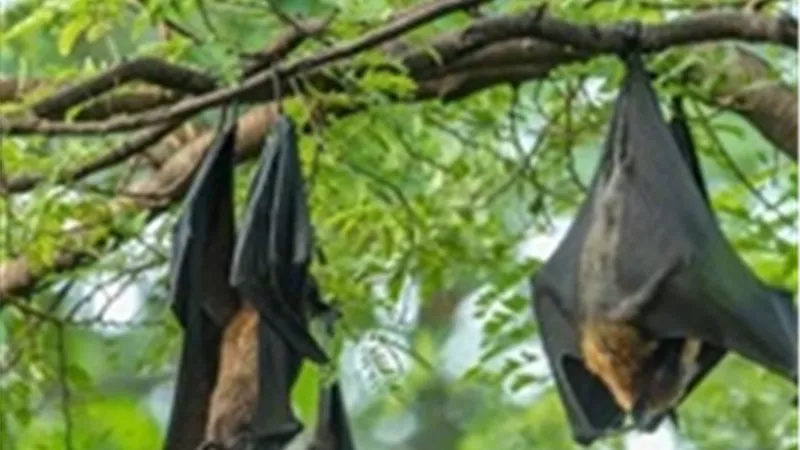  أرعب الجميع.. السعودية ترحب بانتشار الخفافيش لهذا السبب
