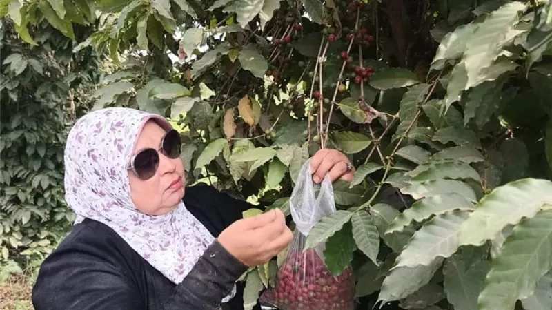 بكره اللي جاي أحلى |  نجاح زراعة البن في مصر بعد تجارب 40 عام 