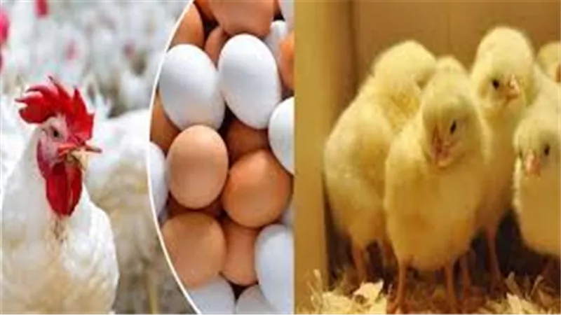   أسعار الدواجن والبيض والكتاكيت اليوم السبت 4 مايو في الأسواق