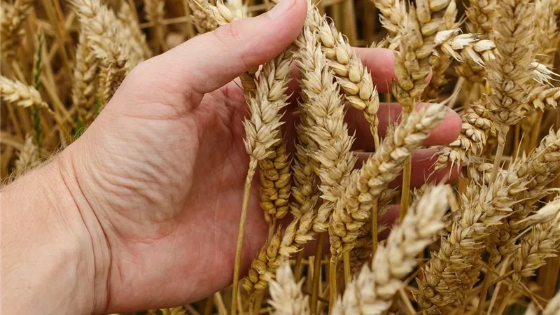 تفسير رؤية القمح في المنام لابن سيرين